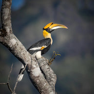 10 Days Tengchong Birding Tour