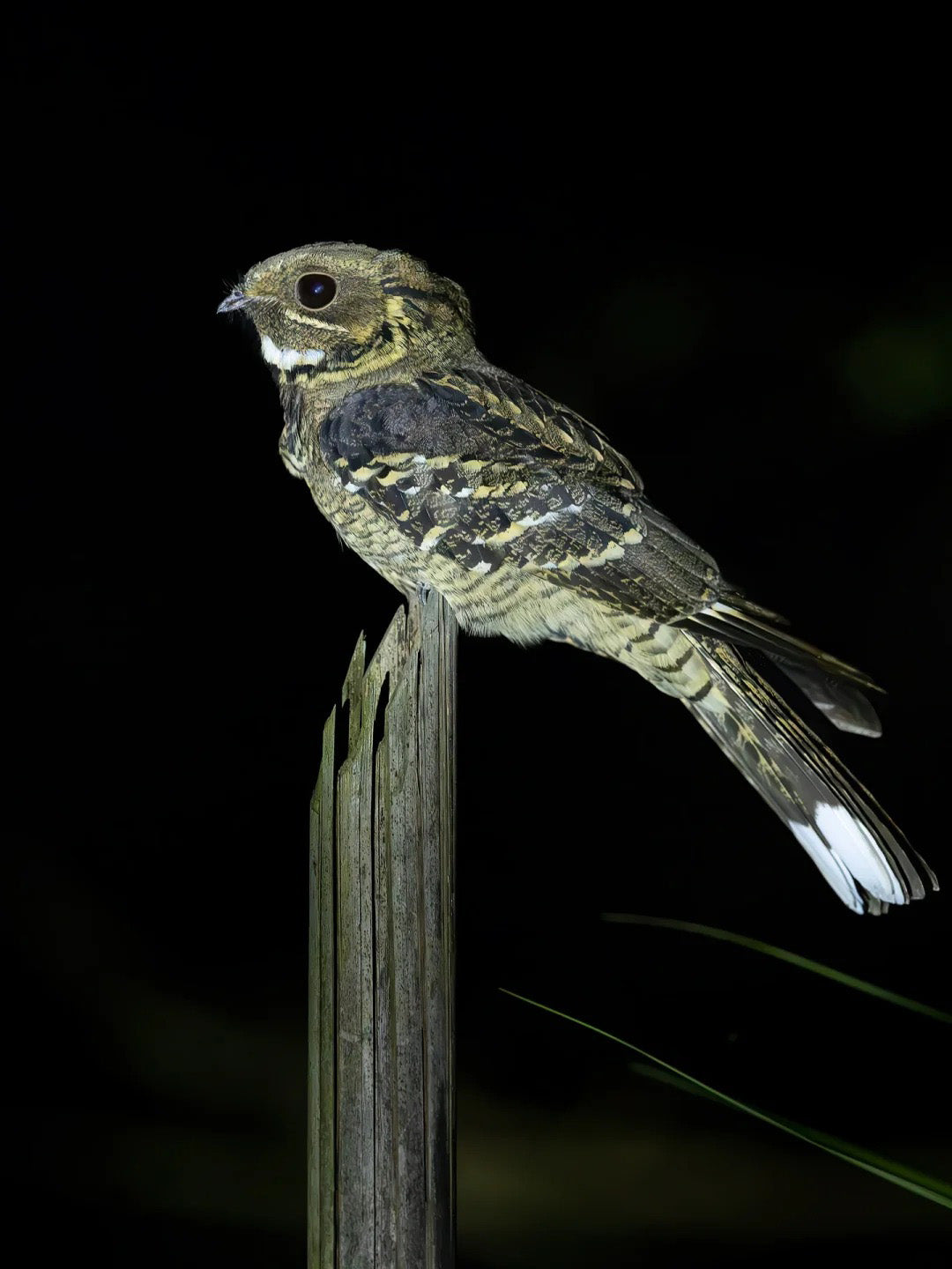 10 Days Tengchong Birding Tour