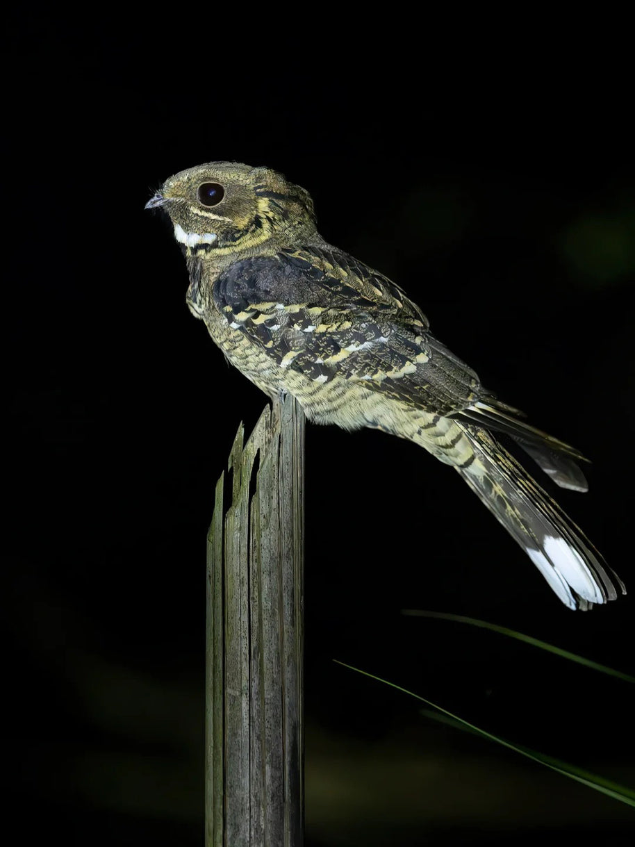 10 Days Tengchong Birding Tour