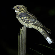 10 Days Tengchong Birding Tour