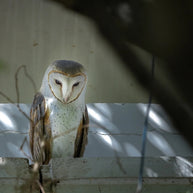 10 Days Tengchong Birding Tour