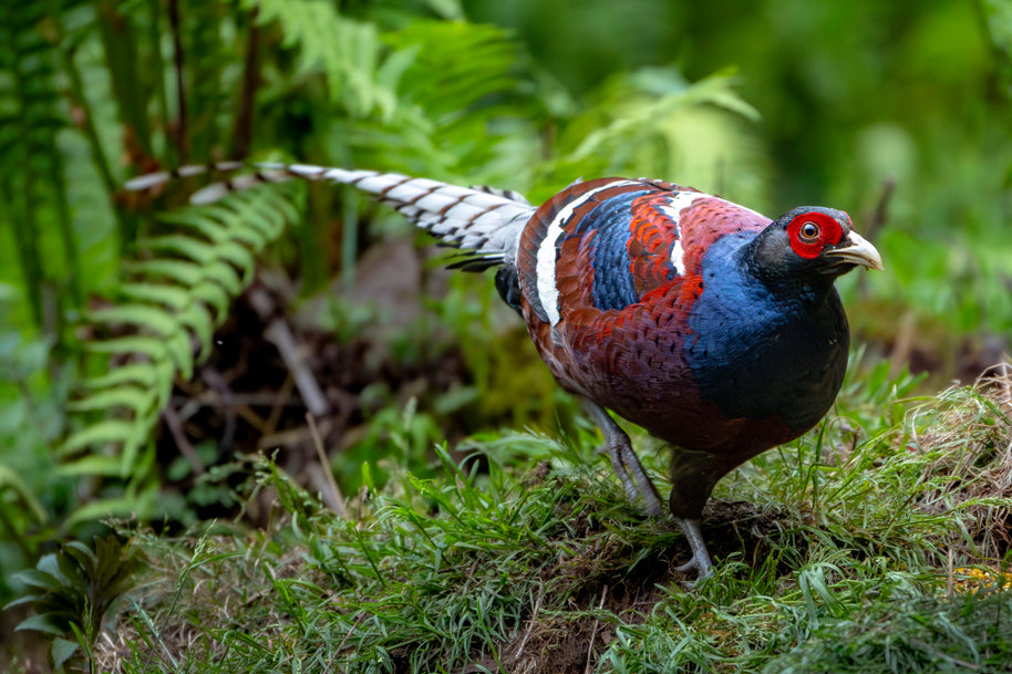 10 Days Tengchong Birding Tour