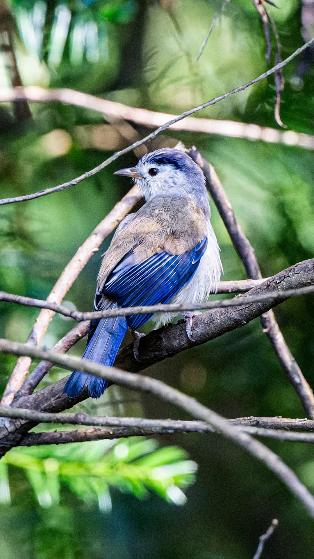 10 Days Tengchong Birding Tour