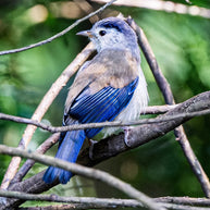 10 Days Tengchong Birding Tour