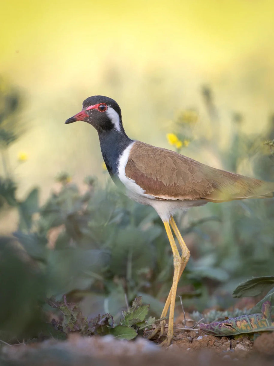 10 Days Tengchong Birding Tour