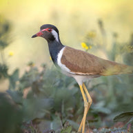 10 Days Tengchong Birding Tour