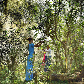 2 Days Jingmai Mountain Tour