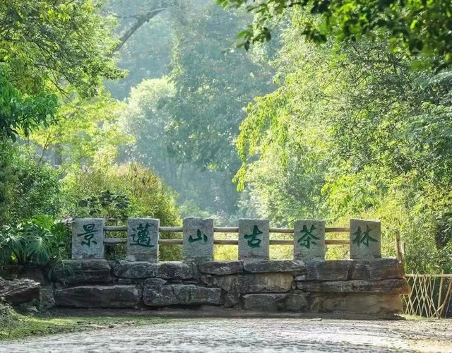 2 Days Jingmai Mountain Tour