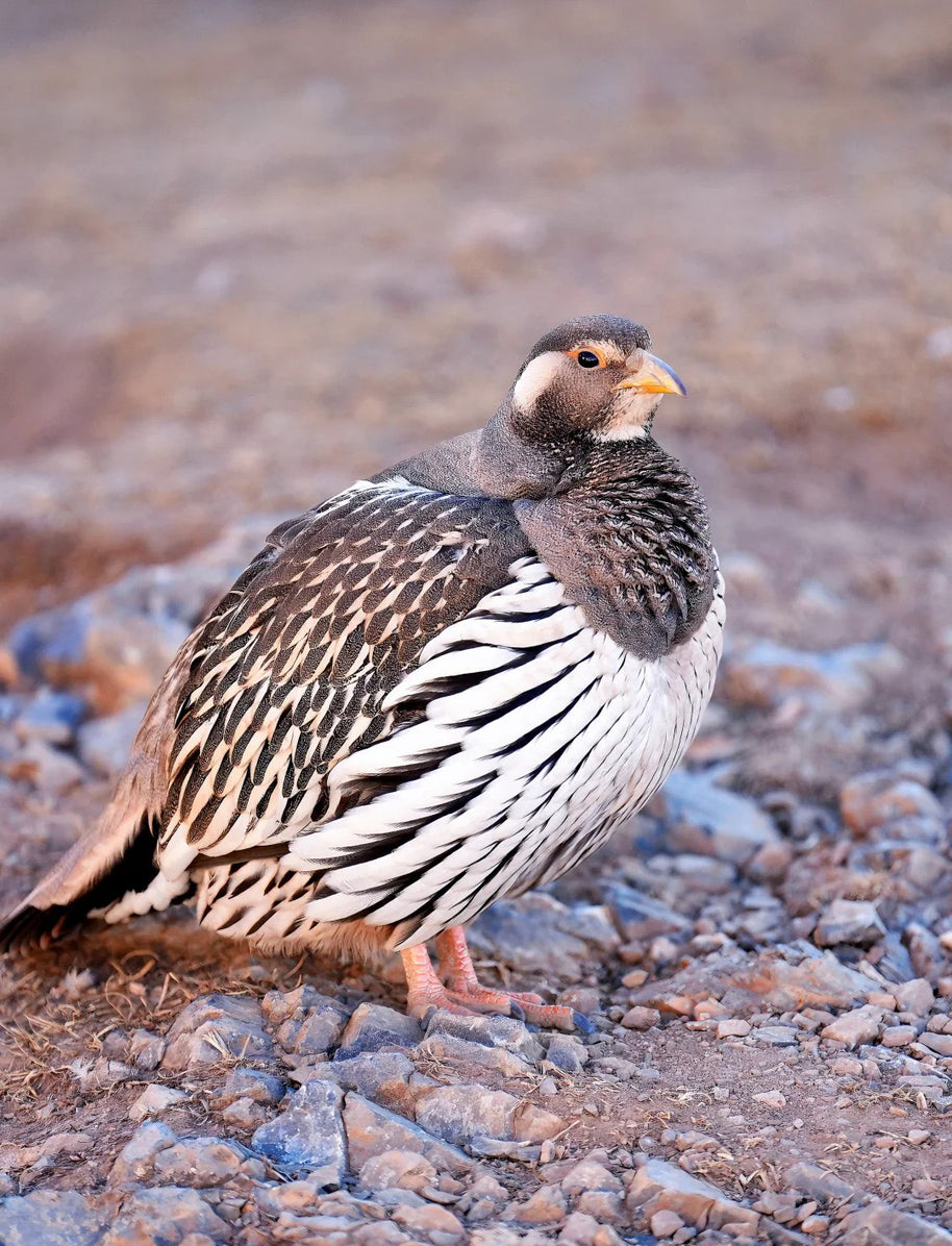 5 Days Songpan and Ruoergai Northern Sichuan Birding Tour (Alpine Forest and Grassland Endemics)