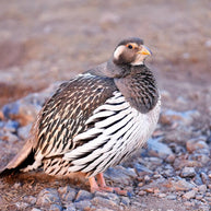 5 Days Songpan and Ruoergai Northern Sichuan Birding Tour (Alpine Forest and Grassland Endemics)