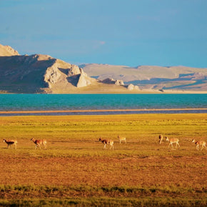 8 Days Lhasa Gyantse Shigats Mt.Everest Tour