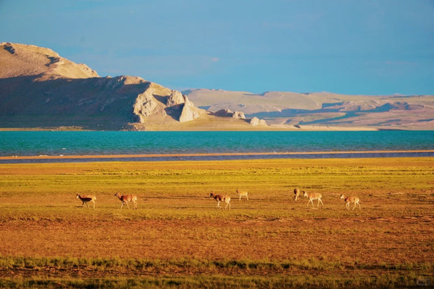 8 Days Lhasa Gyantse Shigats Mt.Everest Tour