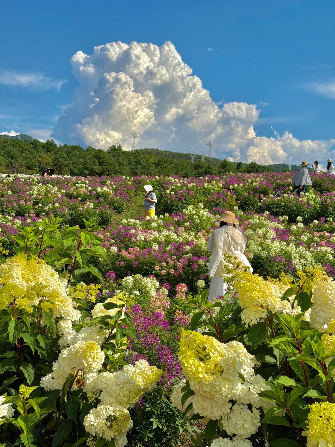 8 Days Dali Lijiang Shangri-La Lugu Lake Tour