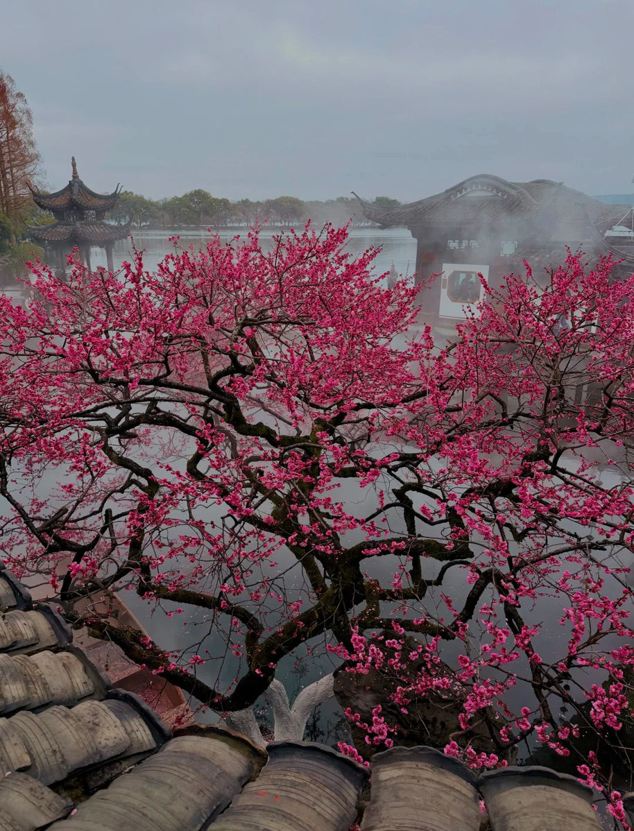 4 Days Shanghai Suzhou Hangzhou Wuzhen Tour