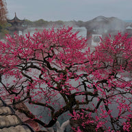 4 Days Shanghai Suzhou Hangzhou Wuzhen Tour