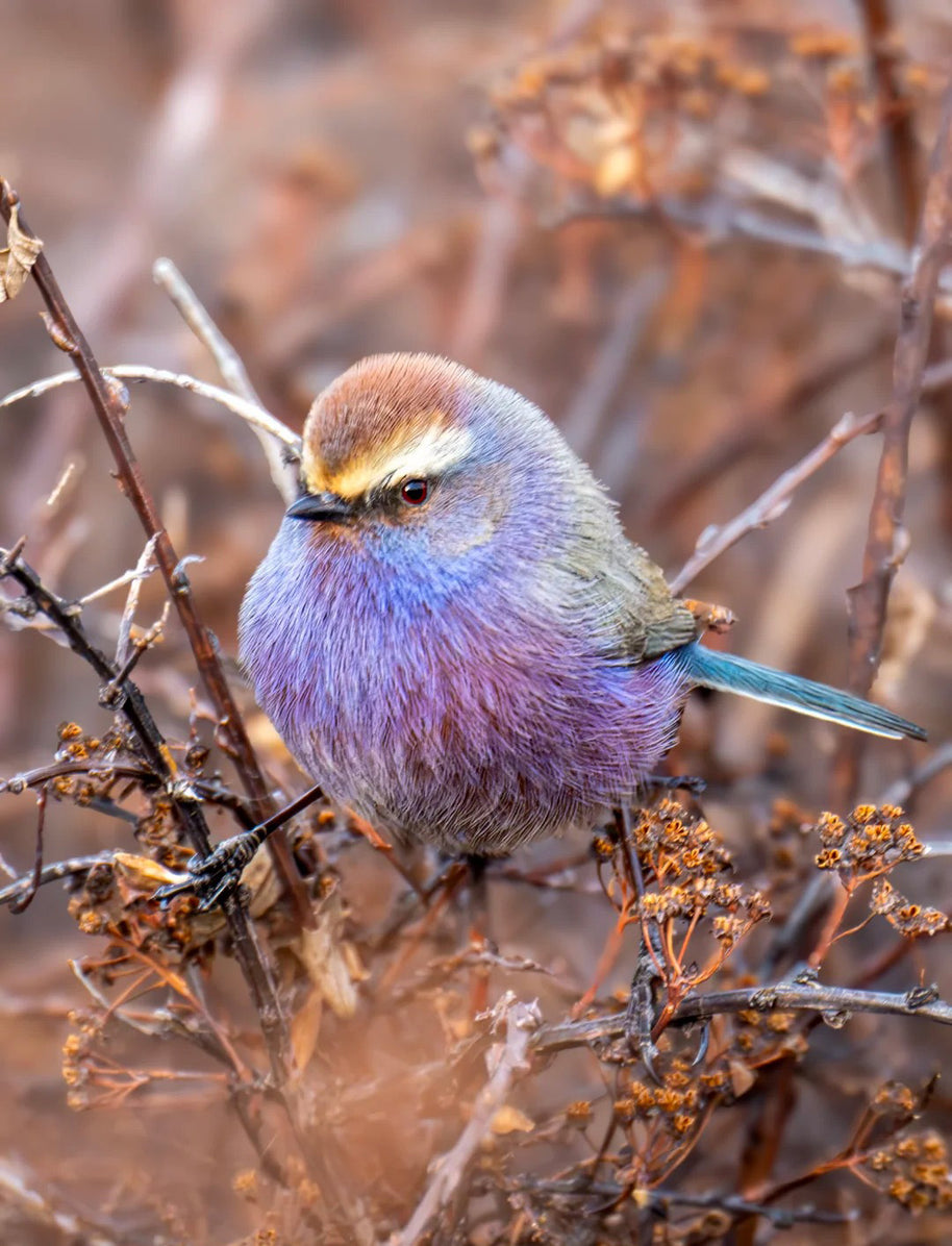 5 Days Songpan and Ruoergai Northern Sichuan Birding Tour (Alpine Forest and Grassland Endemics)