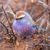 5 Days Songpan and Ruoergai Northern Sichuan Birding Tour (Alpine Forest and Grassland Endemics)