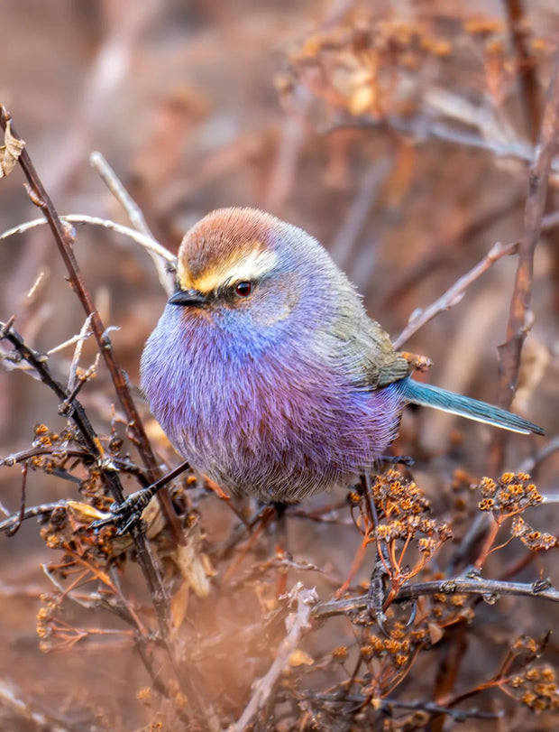5 Days Songpan and Ruoergai Northern Sichuan Birding Tour (Alpine Forest and Grassland Endemics)
