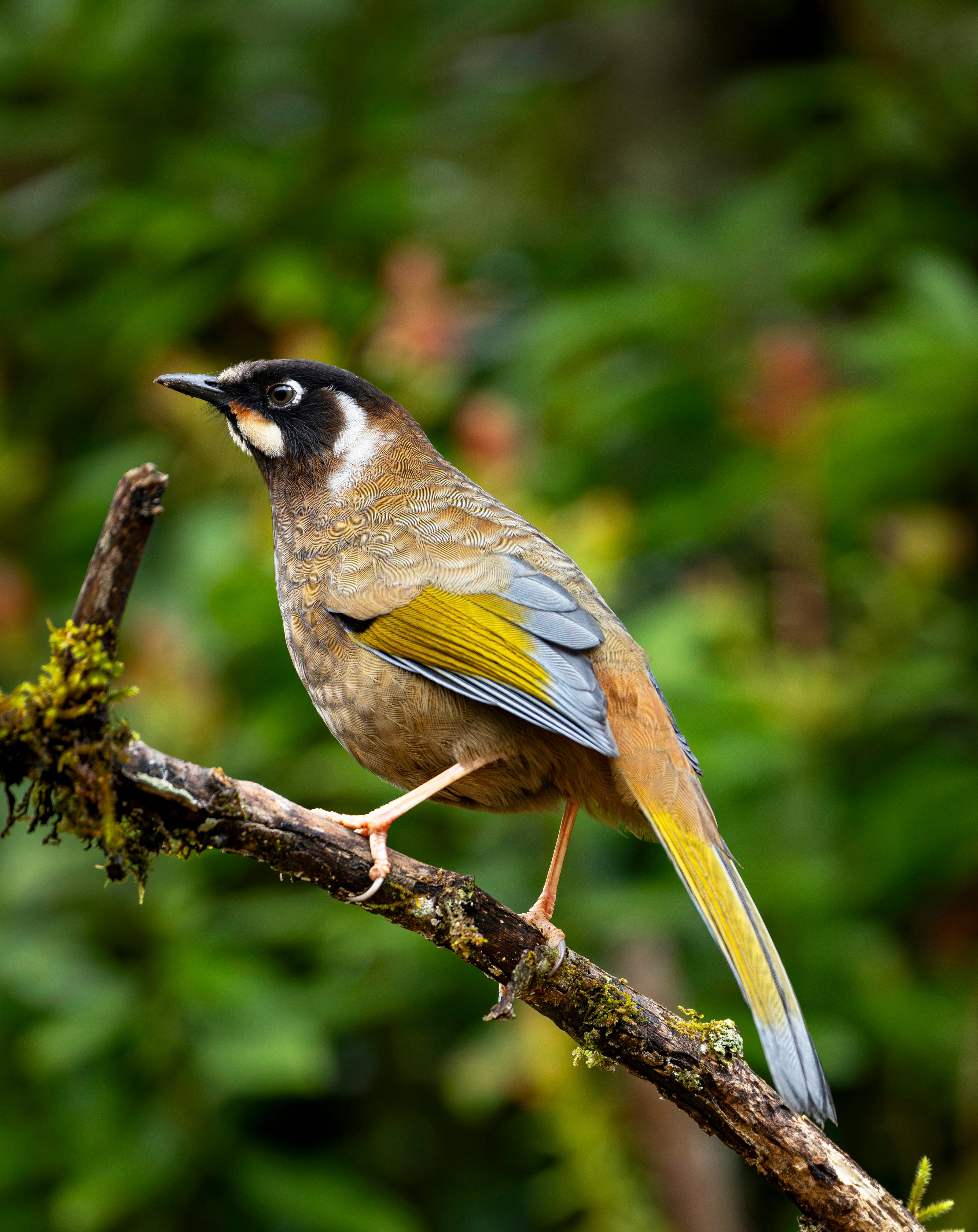 10 Days Tengchong Birding Tour