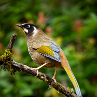 10 Days Tengchong Birding Tour