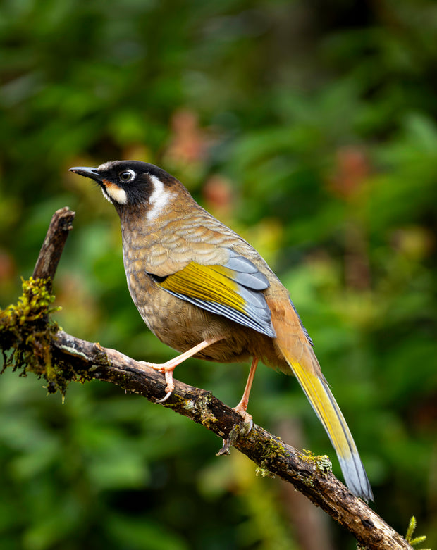 10 Days Tengchong Birding Tour