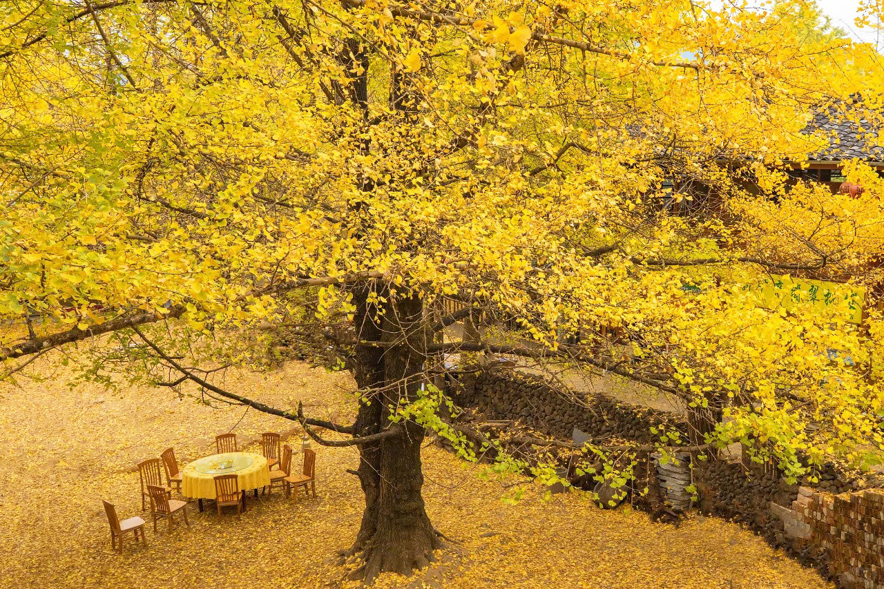 7 Days Shangri-La Nujiang Tengchong Tour