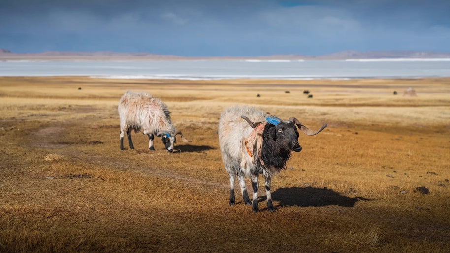 10 Days Tibet Everest Base Camp Tour