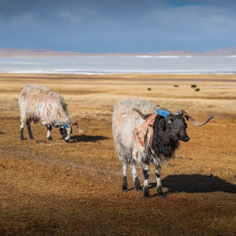 10 Days Tibet Everest Base Camp Tour
