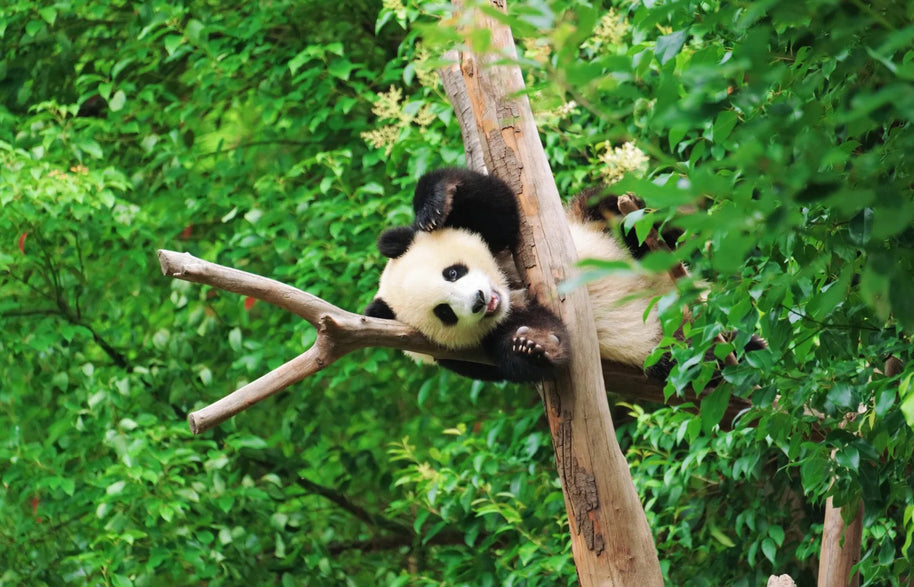 Tour de 5 días por Chengdu