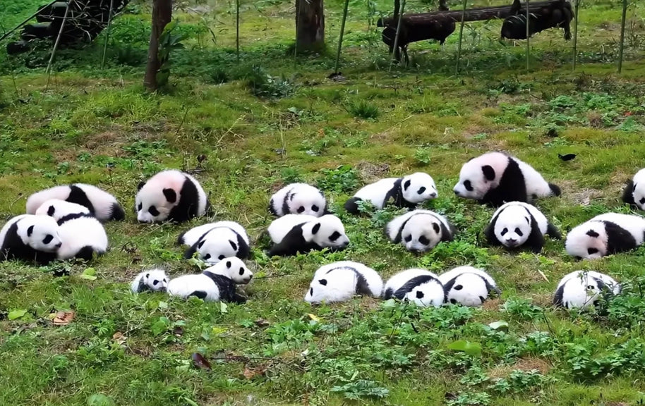 Tour de 5 días por Chengdu