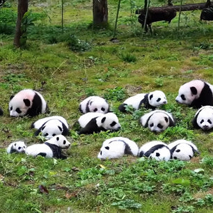 Tour de 5 días por Chengdu
