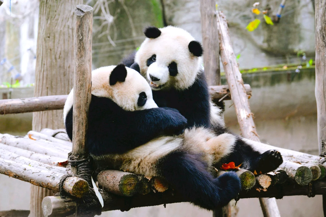 Tour de 5 días por Chengdu