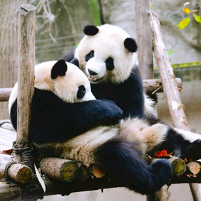 Tour de 5 días por Chengdu