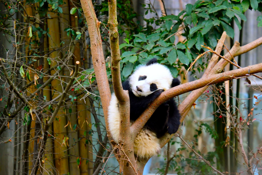 Tour de 5 días por Chengdu