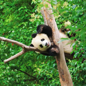 Tour de 5 días por Chengdu