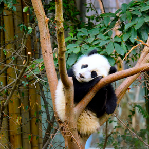 Tour de 5 días por Chengdu