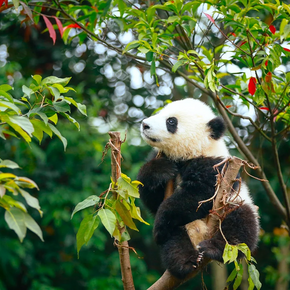 Tour de 5 días por Chengdu