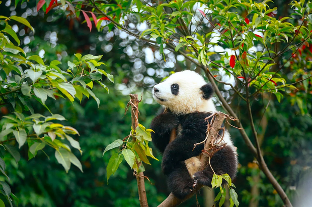 5 Days Chengdu Tour